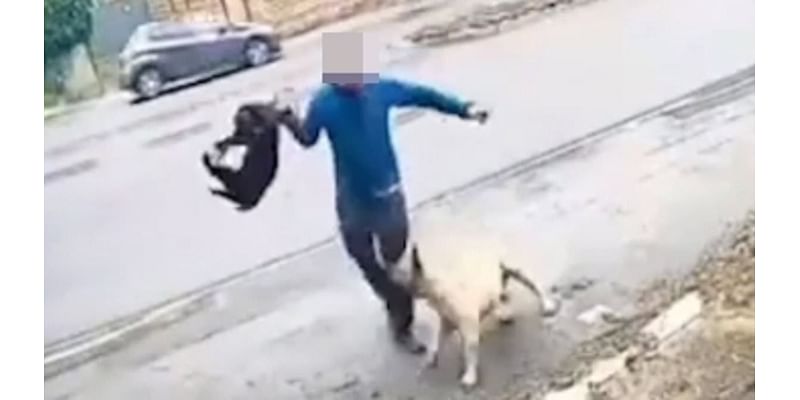 Dog attack ground zero caught on camera: The horrific dog attacks captured on video in the country's hotspot after police warned 'someone will die'