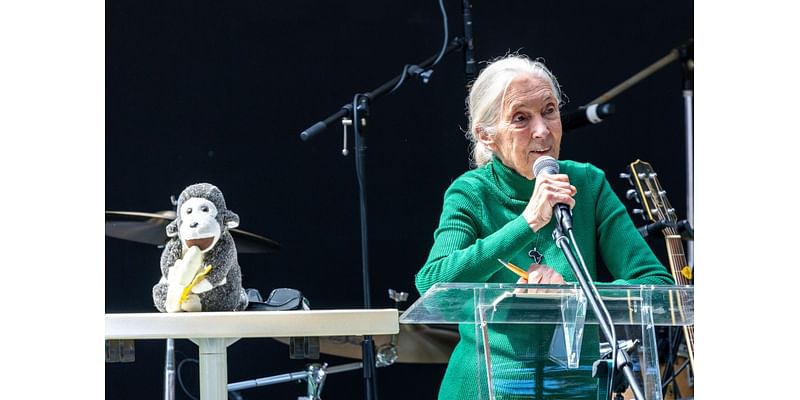 Jane Goodall draws large crowd for ‘peace day’ celebration in San Pedro