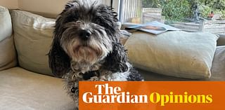 Digested week: my cardio rehab is done, and my dog’s joint care chews are a miracle | John Crace