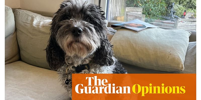 Digested week: my cardio rehab is done, and my dog’s joint care chews are a miracle | John Crace