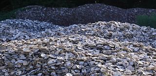 25 tons of oyster shells recycled in Pensacola area — what to know