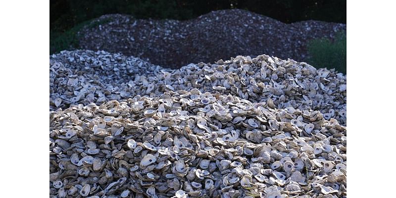 25 tons of oyster shells recycled in Pensacola area — what to know