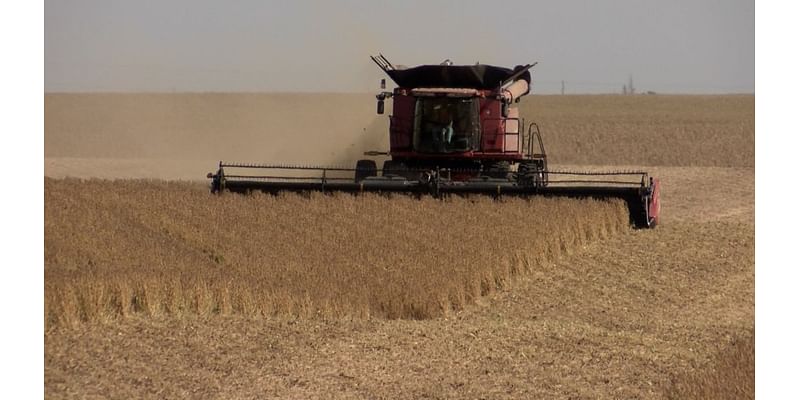 Local farmer says harvest season is looking good, but weather worries him