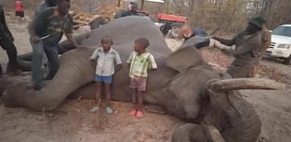 Zimbabwe has been hit by a drought so severe, villagers and wildlife are locked in a life-or-death battle for food and water. SUE REID asks why British luvvies are now demanding dirt-poor Africans sac