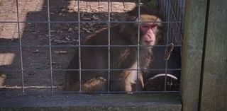 Activists call on province to remove Boogie the Monkey from Ontario zoo