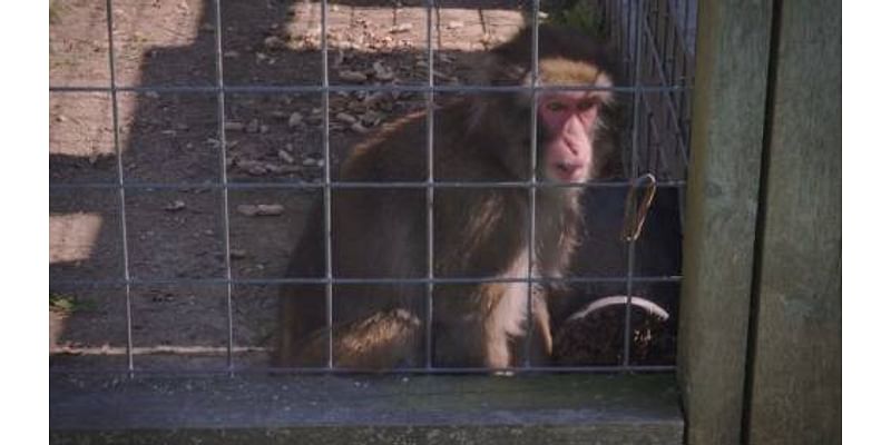 Activists call on province to remove Boogie the Monkey from Ontario zoo