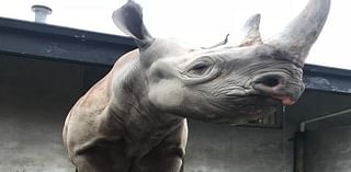 Critically endangered rhino dies at KC Zoo after troubling diagnosis