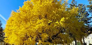 Guest column: Auburn a good home for the largest ginkgo tree in NYS