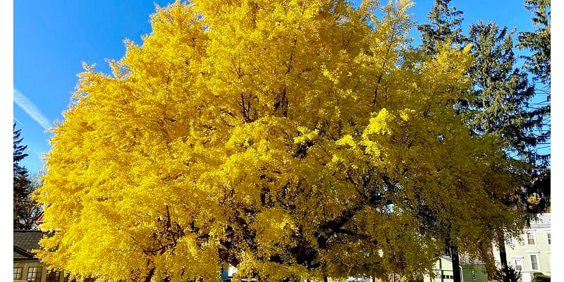 Guest column: Auburn a good home for the largest ginkgo tree in NYS