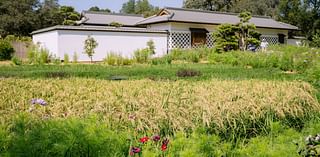 It's rice harvest time at the restored Shōya House at the Huntington Library