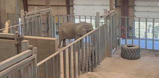 Colorado Supreme Court to hear case on elephants' rights, captivity at Cheyenne Mountain Zoo