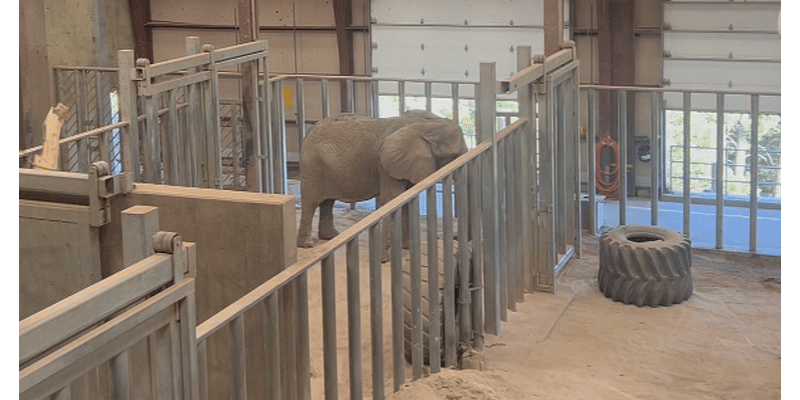 Colorado Supreme Court to hear case on elephants' rights, captivity at Cheyenne Mountain Zoo