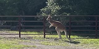 Kangaroo 'still at large' in Volusia County after escaping enclosure in October, FWC says