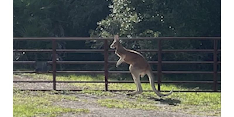 Kangaroo 'still at large' in Volusia County after escaping enclosure in October, FWC says