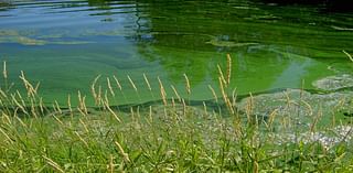 Harmful algal bloom advisory issued at Lake Cascade and below Cascade Dam