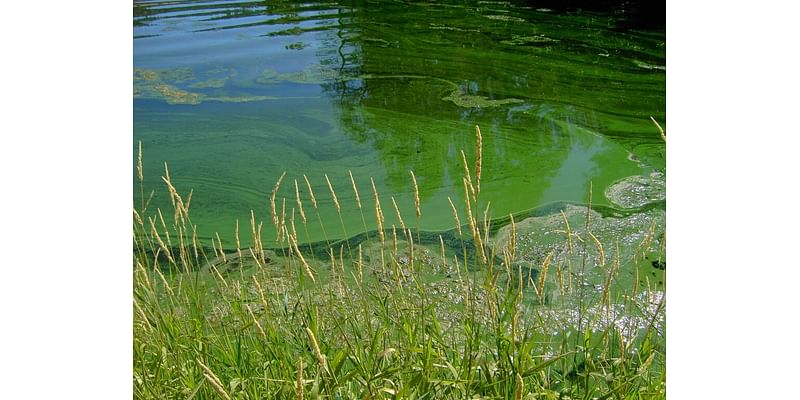 Harmful algal bloom advisory issued at Lake Cascade and below Cascade Dam