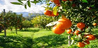 What happened to this garden’s fruit tree? It wasn’t the heat.