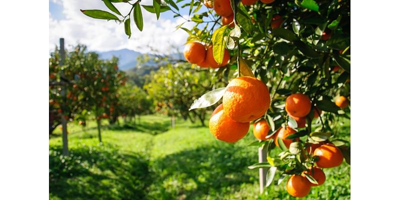 What happened to this garden’s fruit tree? It wasn’t the heat.