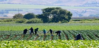 Investigation reveals dangerous cuts to enforcement of heat-protection laws for laborers: 'Workers complaining ... about the lack of shade and drinking water'