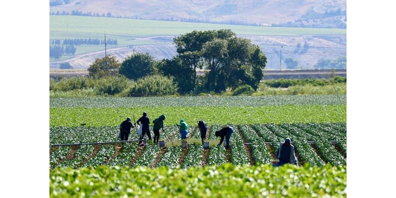 Investigation reveals dangerous cuts to enforcement of heat-protection laws for laborers: 'Workers complaining ... about the lack of shade and drinking water'