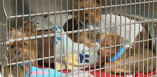 Brown County Animal Shelter near capacity after case of hoarding