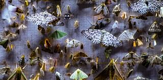 ‘Nocturnes’ Review: A Delicate Doc Explores the Beauty of Moths and What They Tell Us About Climate Change