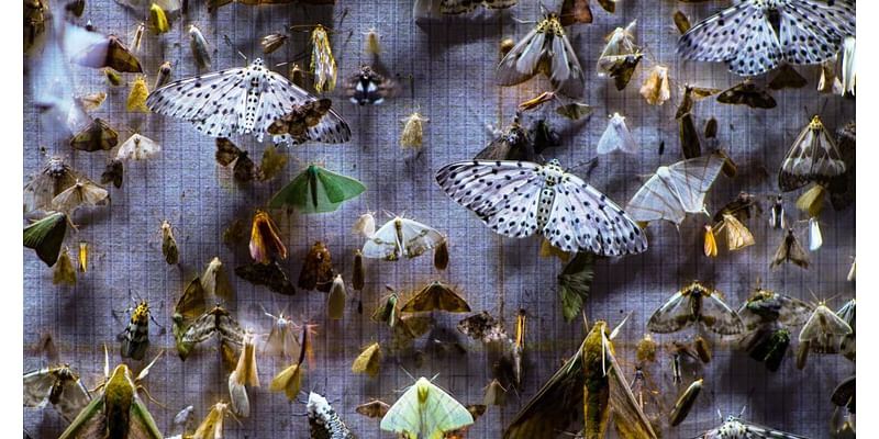 ‘Nocturnes’ Review: A Delicate Doc Explores the Beauty of Moths and What They Tell Us About Climate Change