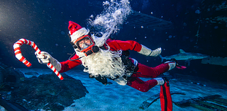 Adventure Aquarium brings back world's tallest underwater Christmas tree for holiday festival