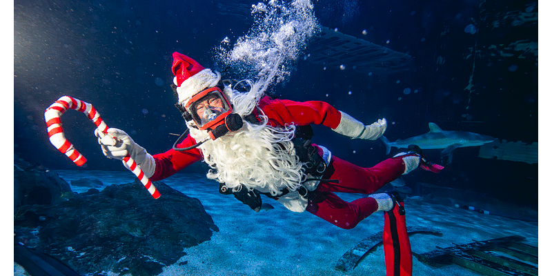 Adventure Aquarium brings back world's tallest underwater Christmas tree for holiday festival