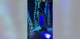 Wild Lights at the Detroit Zoo starts this weekend -- What to expect this season