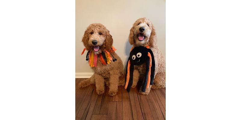 Enter your fur-baby in our Best Pet Halloween Costume photo contest by emailing pictures