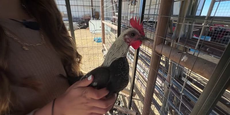 Eastern Arizona girl sells her prize chickens, but the bank keeps the money