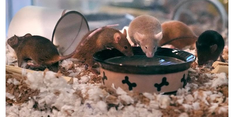 Man overwhelmed by pet mice breeding rate gives nearly 1,000 rodents to New Hampshire shelter