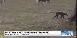 'Strange-Looking' Mystery Animal Spotted in West Virginia Park Baffles Residents