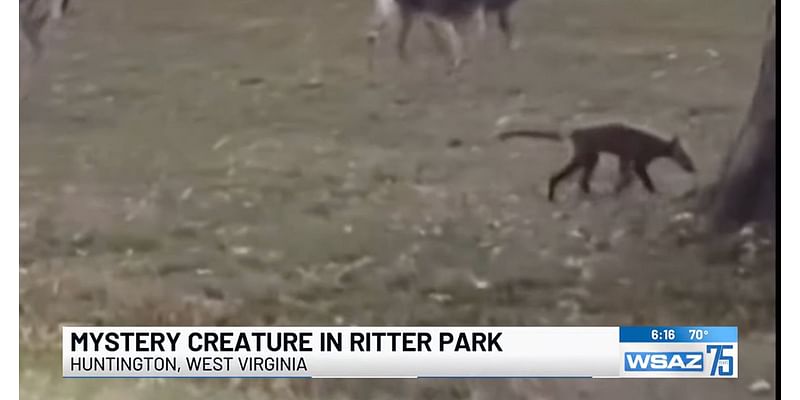 'Strange-Looking' Mystery Animal Spotted in West Virginia Park Baffles Residents