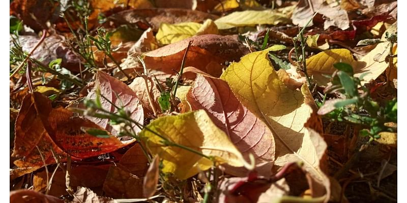 Tips for cleaning up your vegetable garden at the end of the season [Master Gardener column]