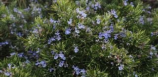 Sarah Browning: Rosemary is an herb for all seasons