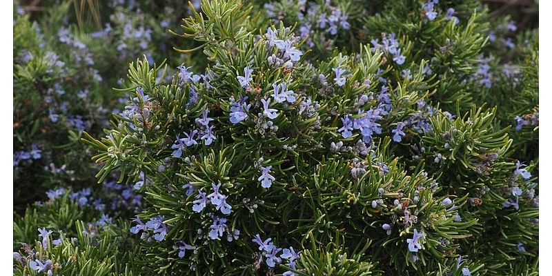 Sarah Browning: Rosemary is an herb for all seasons