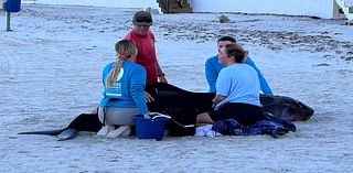 Pygmy sperm whale dies after washing ashore in Daytona Beach Shores