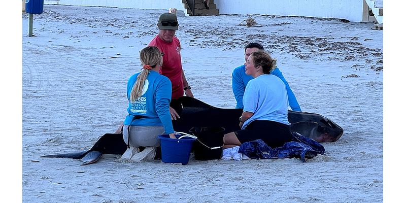 Pygmy sperm whale dies after washing ashore in Daytona Beach Shores