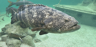 Tarpon Springs Aquarium opens after keeping animals safe during hurricanes