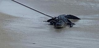 Watch: Alligator caught at Little Hickory Beach in Bonita Springs