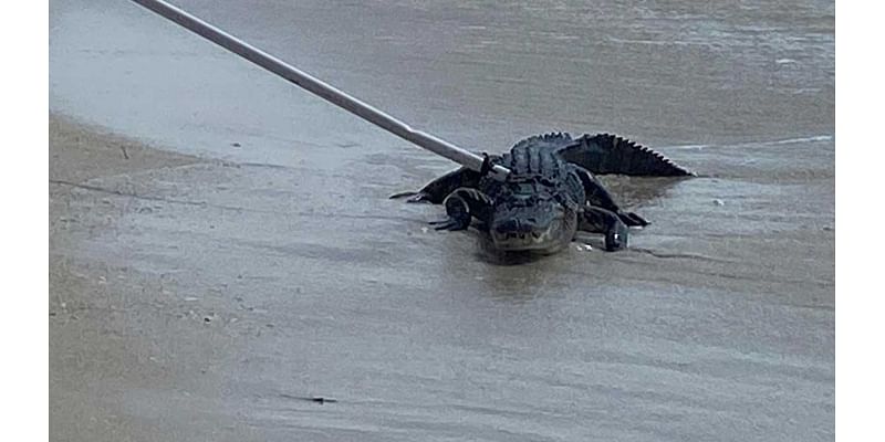 Watch: Alligator caught at Little Hickory Beach in Bonita Springs