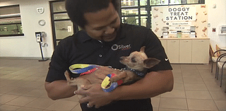 Georgia family reunites with yorkie in Fort Lauderdale after being apart for 6 years - WSVN 7News