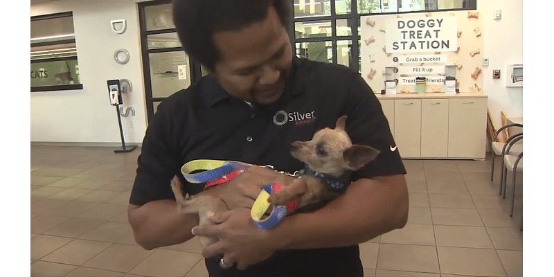 Georgia family reunites with yorkie in Fort Lauderdale after being apart for 6 years - WSVN 7News