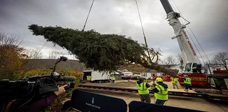 A green giant: This year’s 74-foot Rockefeller Center Christmas tree is en route from Massachusetts