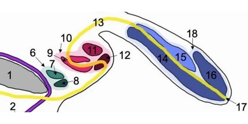 Ultra-Rare Case of Man With Three Penises Unlike Anything on Record