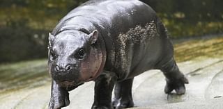 Pygmy hippo Moo Deng is so adored she may get her own patent