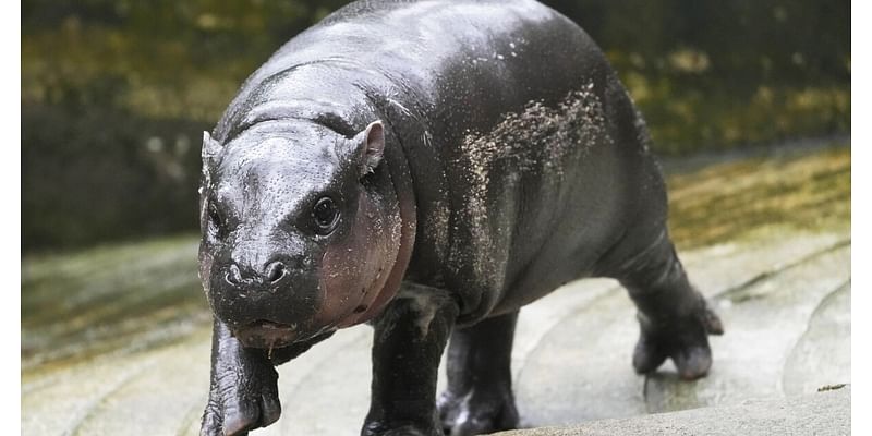 Pygmy hippo Moo Deng is so adored she may get her own patent