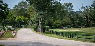 Horses helping humans: An emerging treatment for kids struggling with mental health